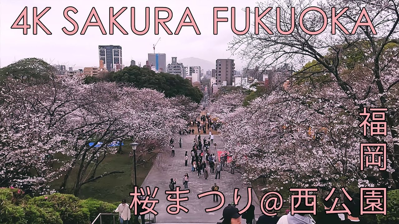 4K Japan City Ride - Fukuoka (福岡) Sakura (Cherry Blossom) at Nishikoen (West Park) (西公園) - 2023