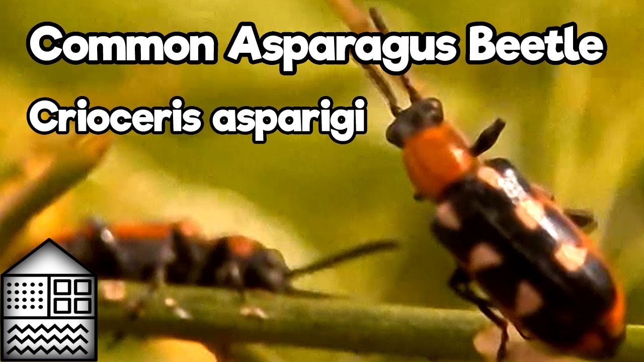 Common asparagus beetle - Crioceris asparigi