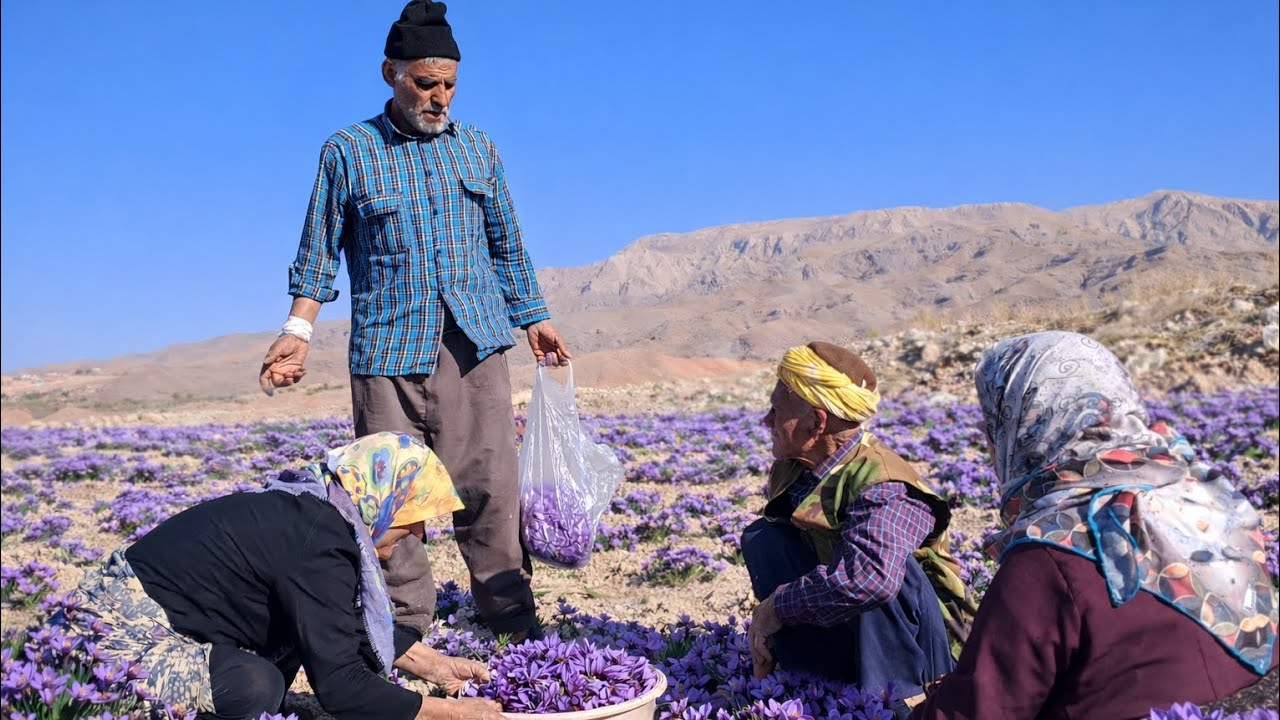 From Soil to Red Gold | Saffron Harvest