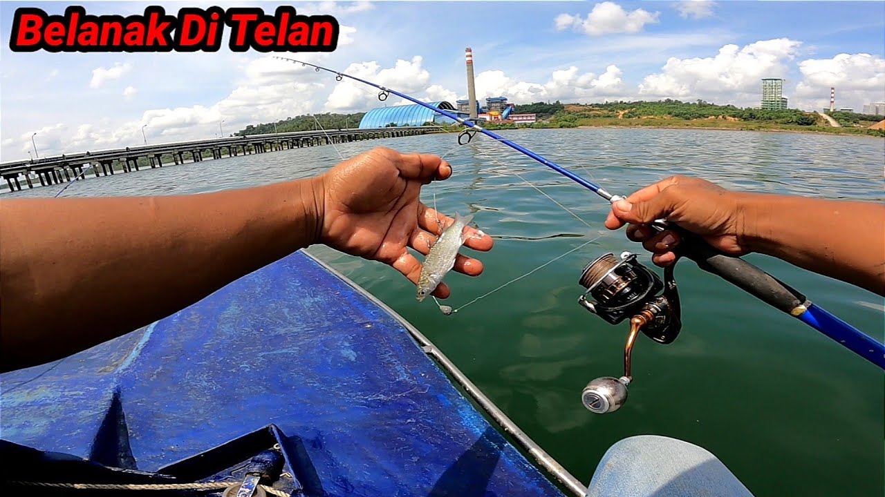 Cuman Mengunakan Umpan Belanak hidup Dia Mampu Menyediakan Menu Yg Luar Biasa