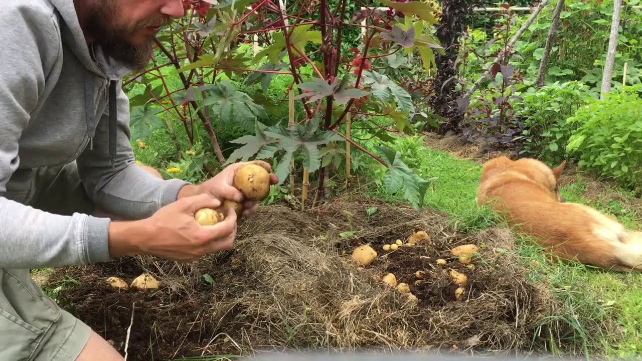 Pomme de terre sur Gazon: la suite 2 (récolte)