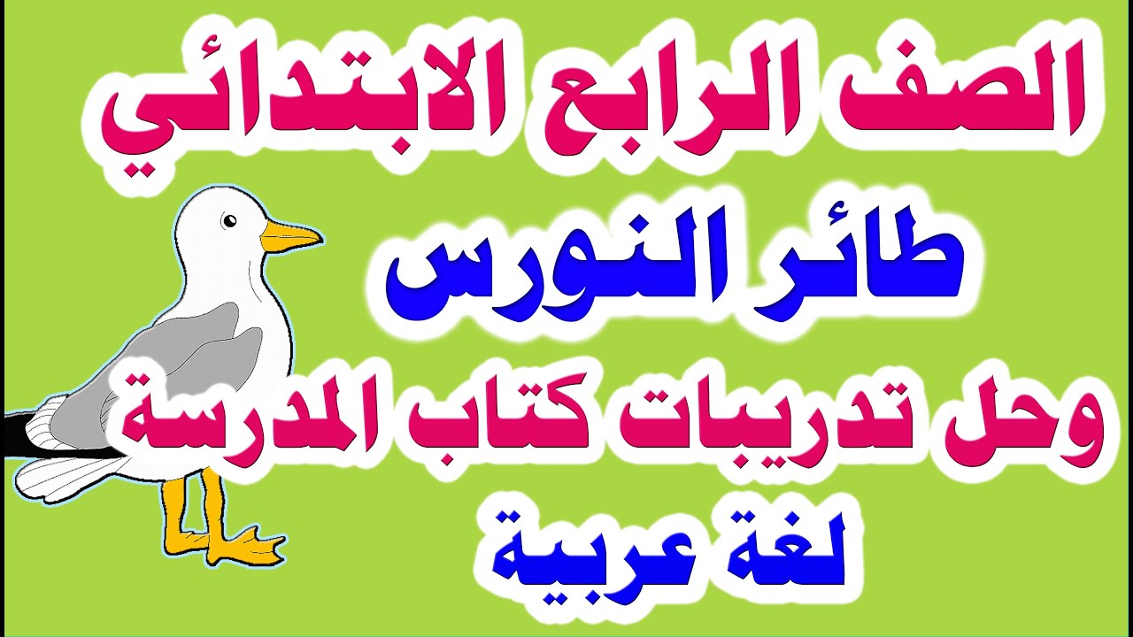 درس طائر النورس للصف الرابع الابتدائي لغة عربية الترم الأول وحل تدريبات كتاب المدرسة كاملة