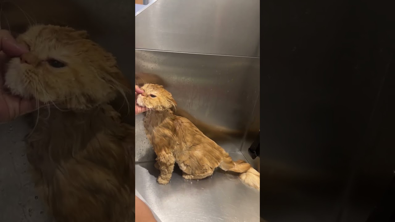 EGGNOG GROOMING | FarahDarleneTV