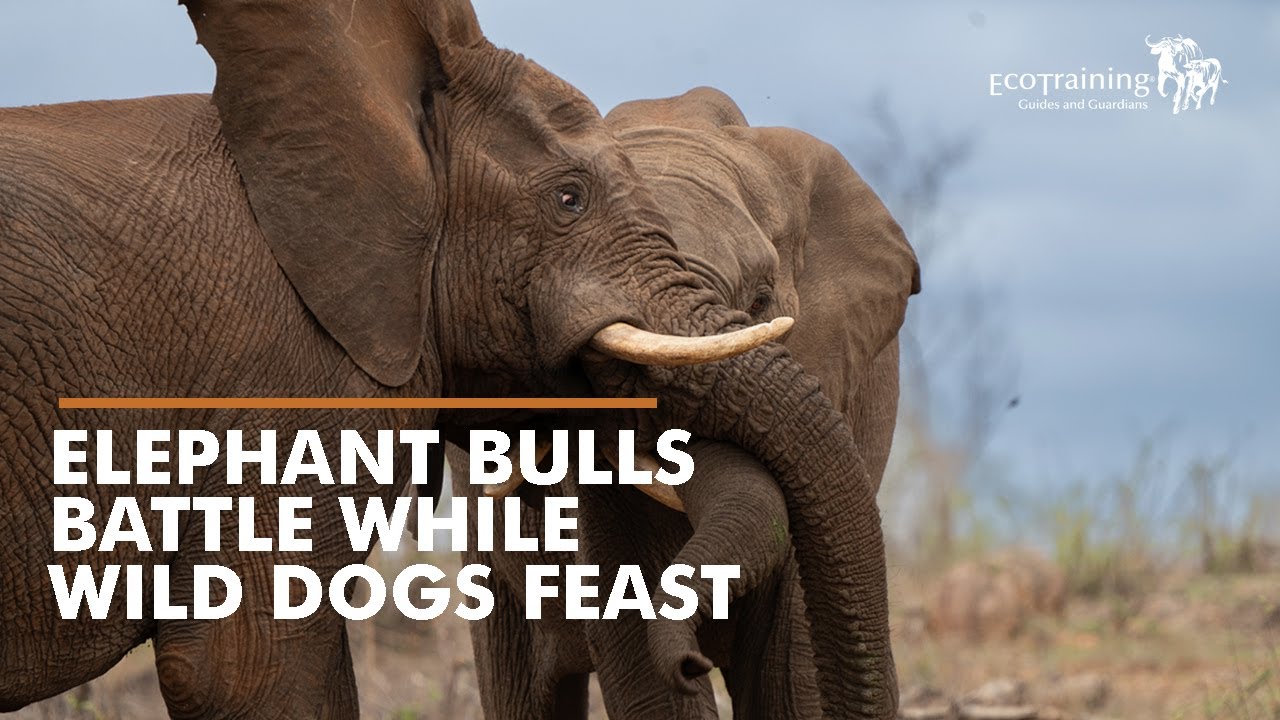 Arrival of the Summer Rains | Elephant Bull Clash & Wild Dogs on a Kill | EcoTraining
