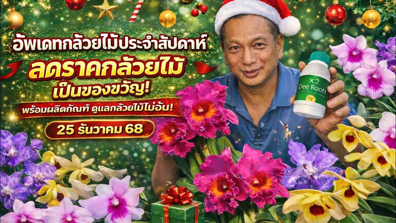 อัพเดทกล้วยไม้ประจำสัปดาห์ 25 ธันวาคม 68 รถราคากล้วยไม้ เป็นของขวัญ