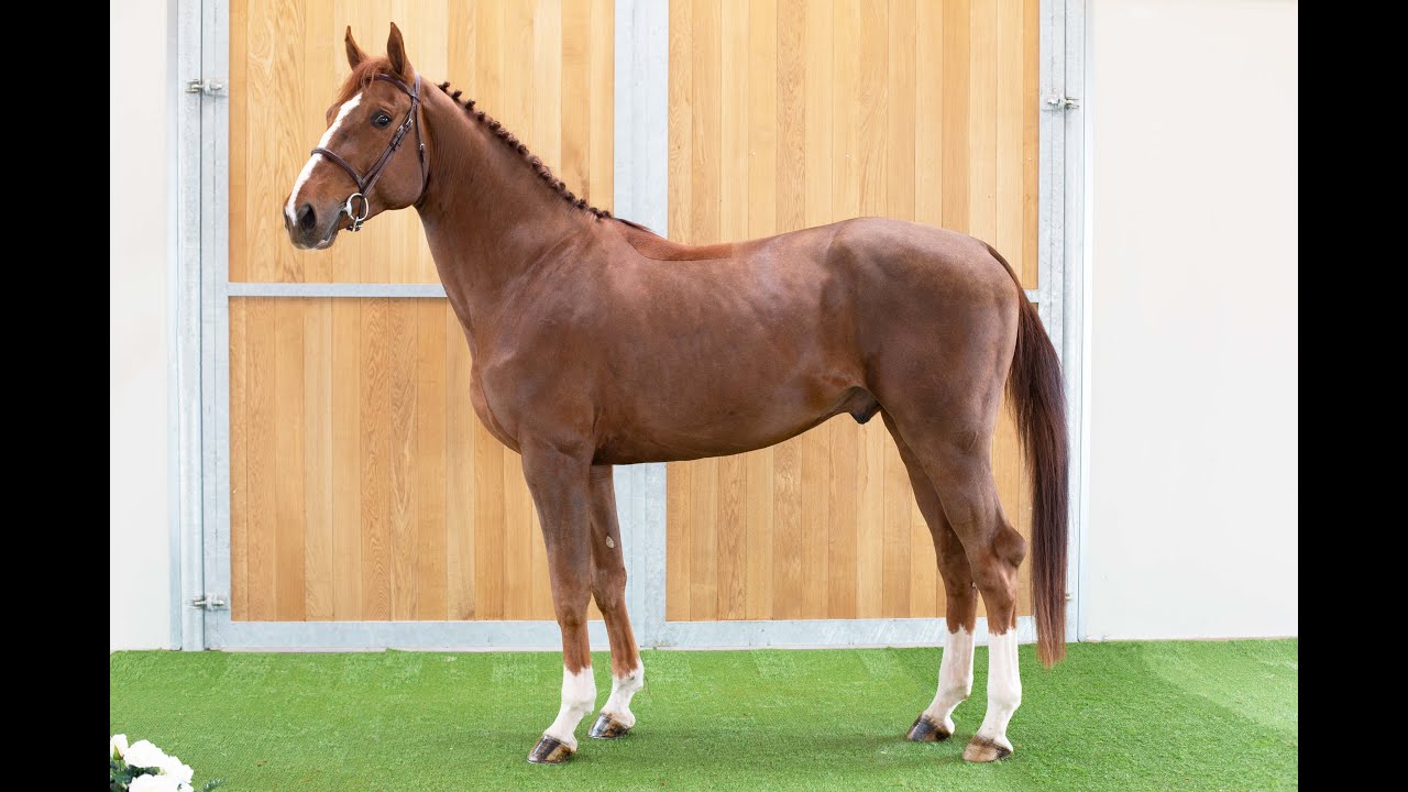 Hector d'Argent (Bamako de Muze x Cadeau de Muze) 4 years old stallion