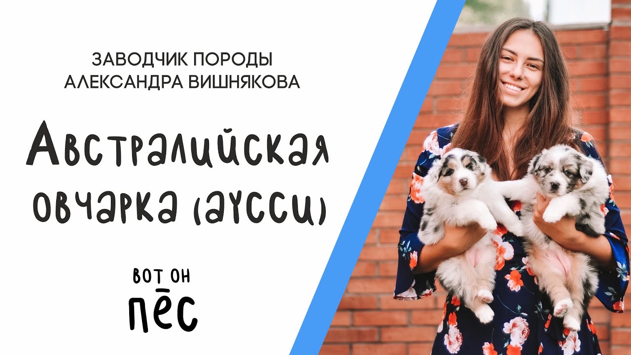 Австралийская овчарка. Интервью с заводчиком Александрой Вишняковой.