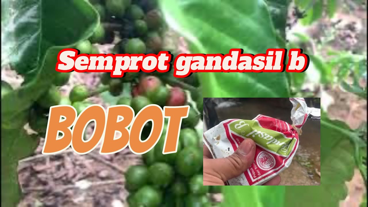 PENYEMPROTAN GANDASil B UNTUK BUAH KOPI