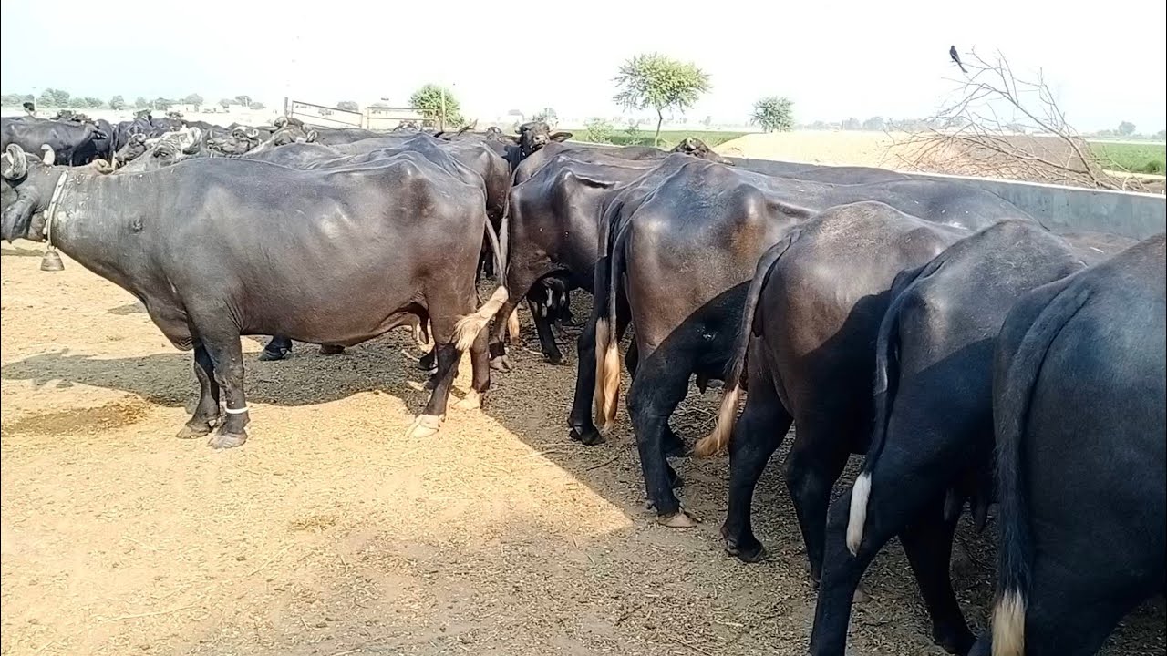 pure Neeli Ravi Buaffalo pakpattan punjab TV