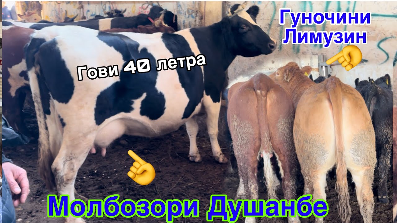 МОЛБОЗОРИ ДУШАНБЕ ГОВИ 40 летра ДУГОНИКДОР ГУНОСИНИ ЛИМУЗИН, 27 ноября 2024 г.