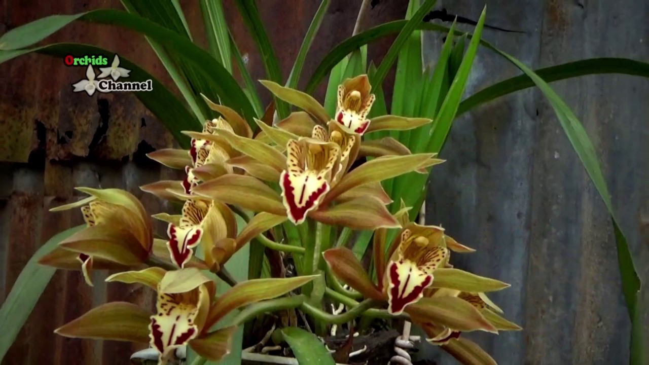 Cymbidium iridioides in the wild | Địa lan Hồng ho&agrave;ng | C&aacute;ch trồng địa lan | Địa lan kiếm