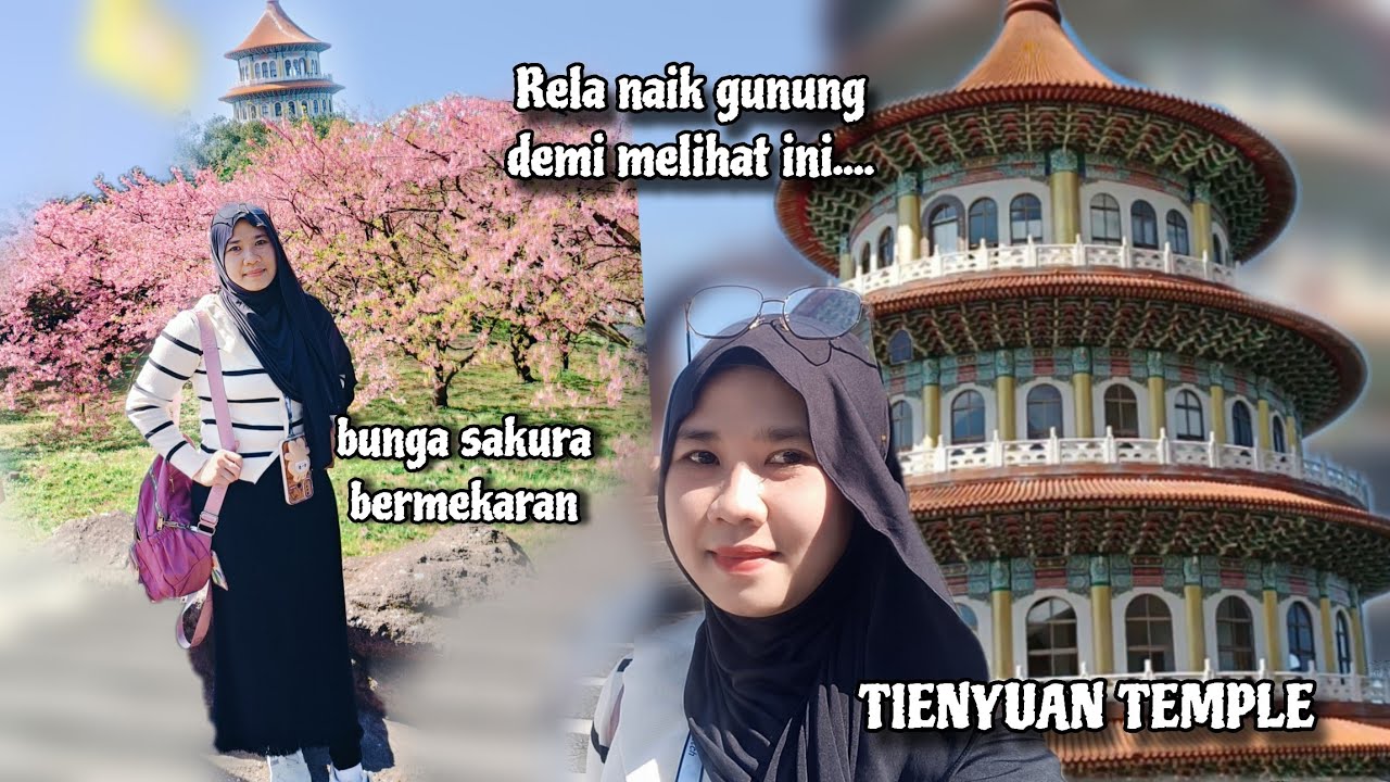 Rela Naik Gunung Demi Melihat Ini 🇹🇼‼️ Bunga Sakura Bermekaran 