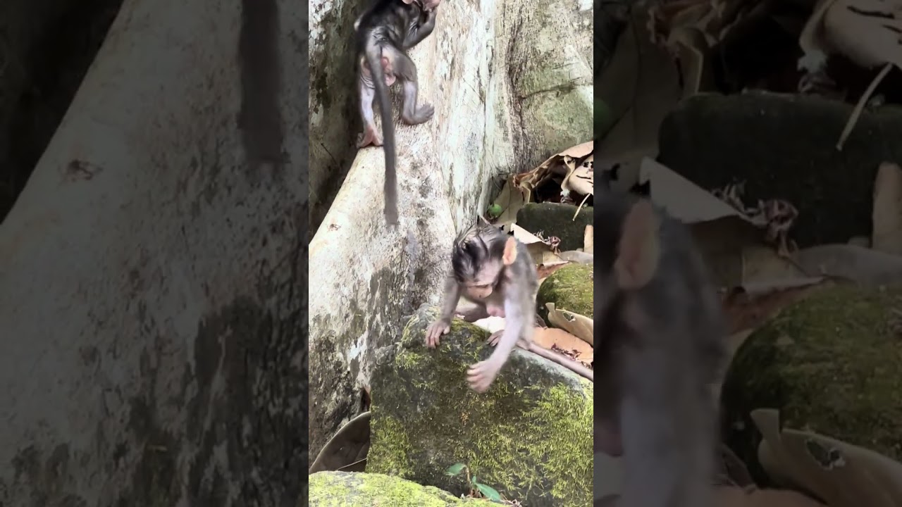 Amazing Monkeys Amber Team / Awesome Lovely Monkeys 