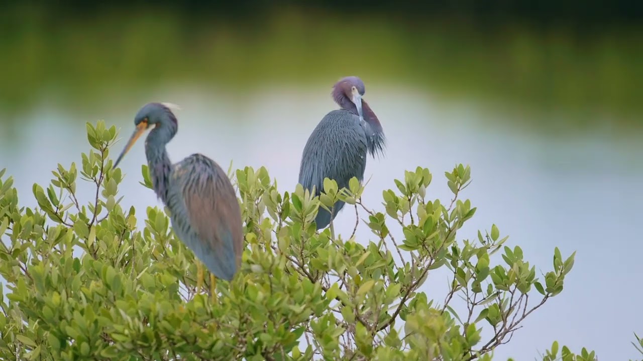 Birds of Florida, Black Point Wildlife Drive, December,2023
