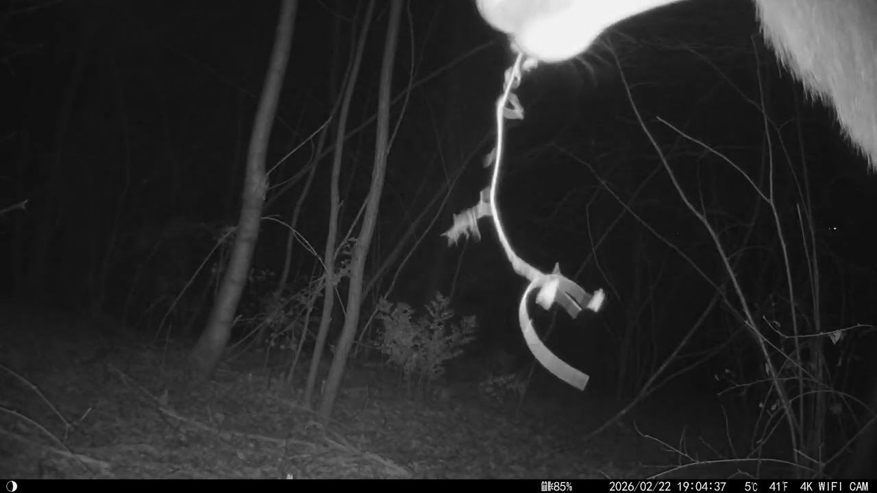  Curioso cervo urta la fototrappola che avevo spostato e poi si mette a mangiare🌿🌲🫎
