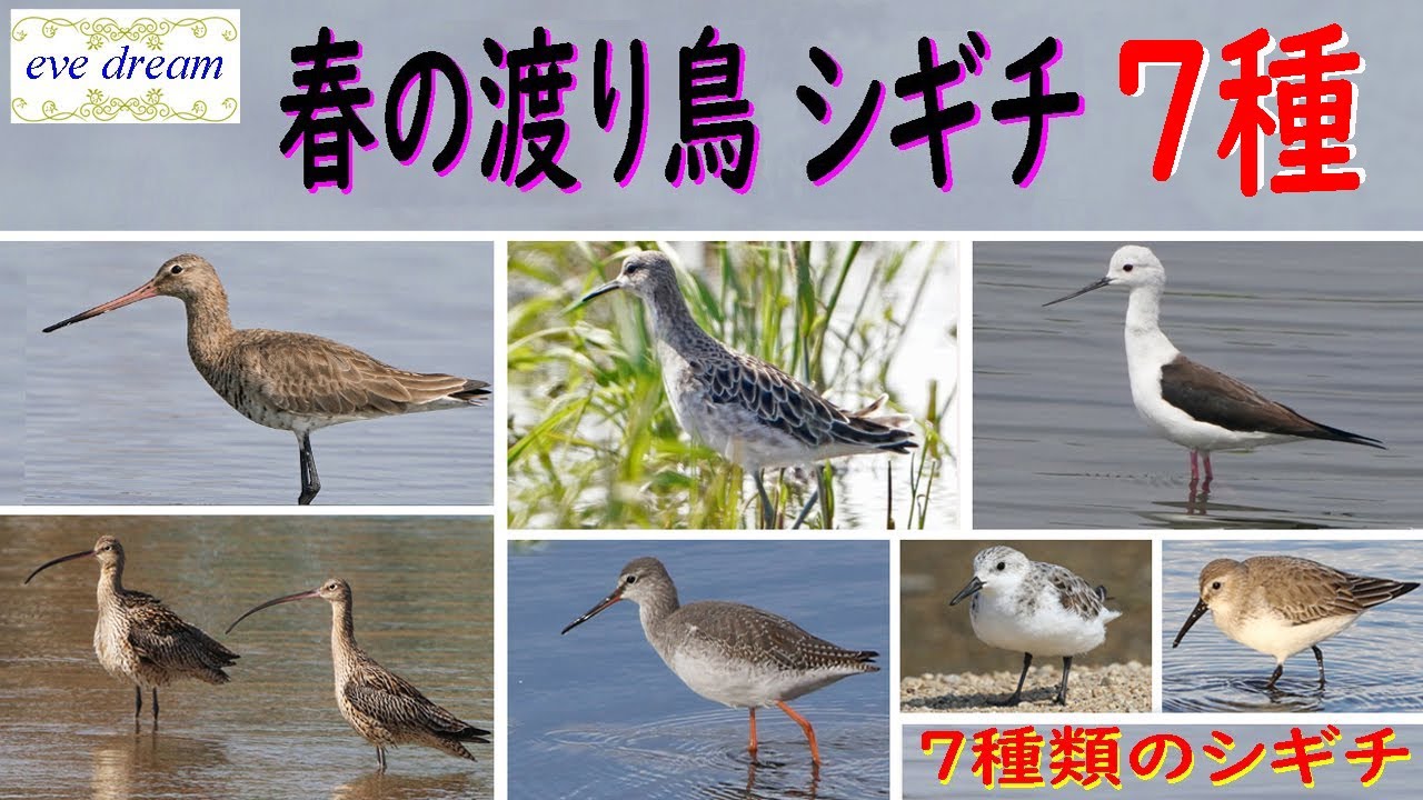 春の渡り鳥　シギチ７種類