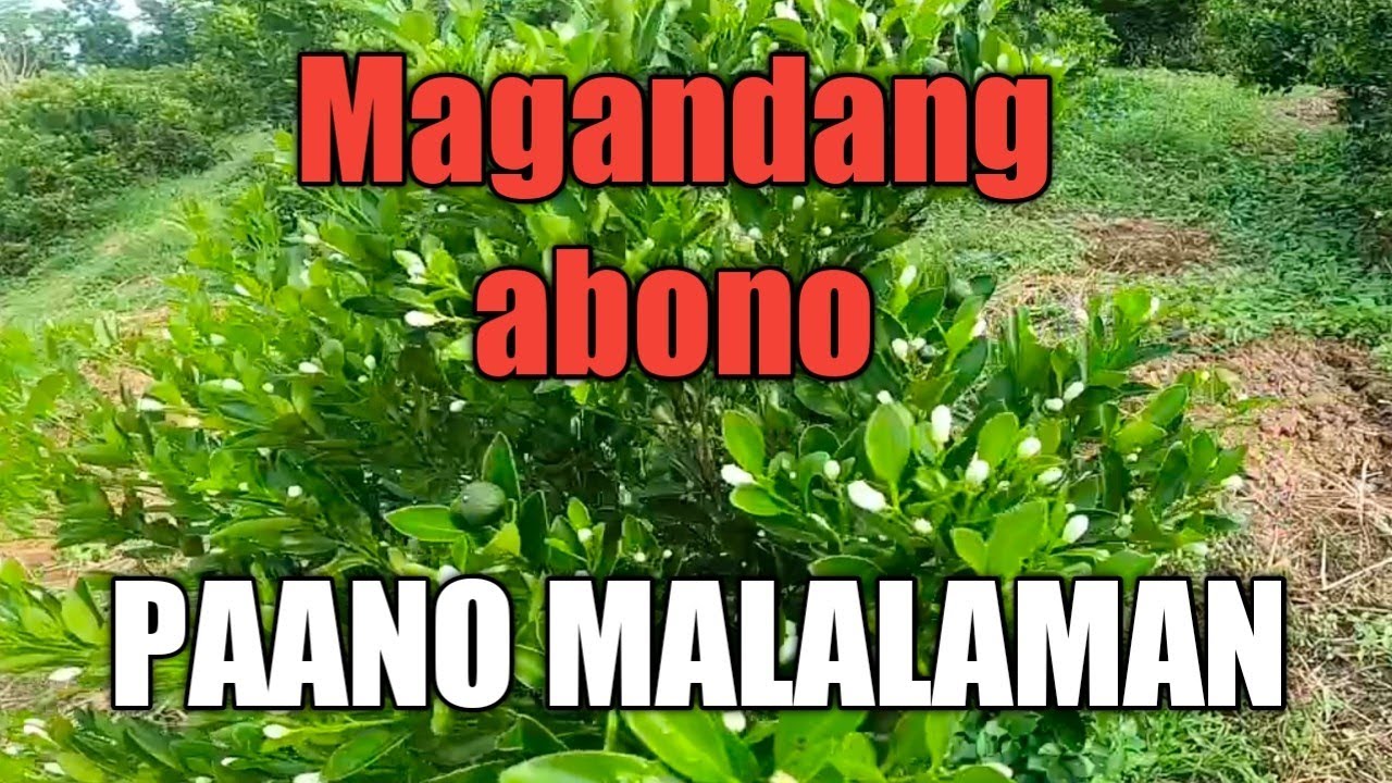 PAANO BA MALALAMAN NA MAGANDA O PANGIT ANG EPEKTO NG ABONO SA CALAMANSI