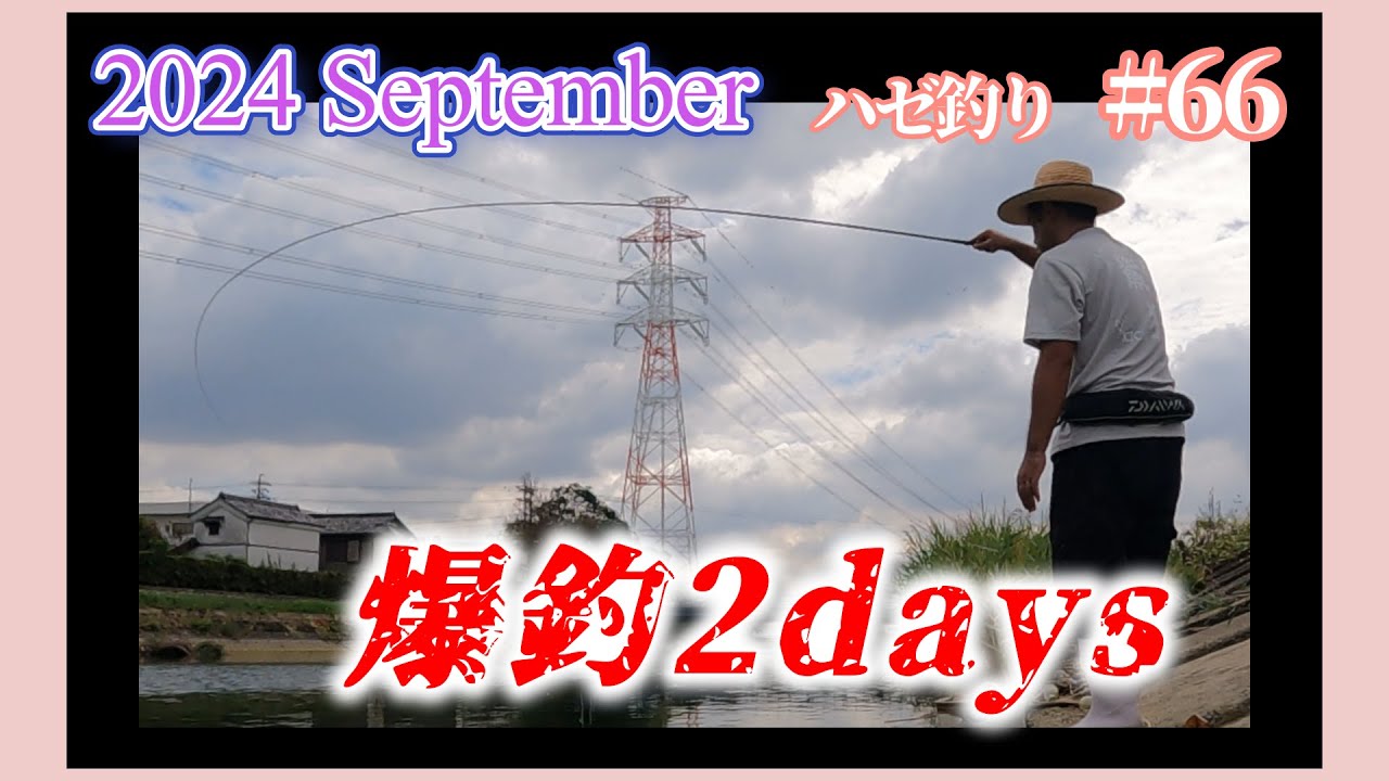 2024年【ハゼ釣り#66】9月27・28日‗シーズン到来！数釣りから型狙いまで釣り歩いた2日間‗釣果情報
