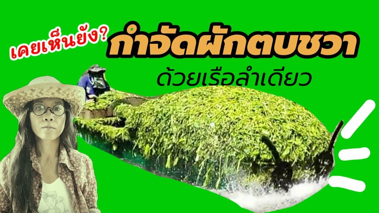 เคยเห็นยัง? สุดยอดพลังใบพัด กำจัดผักตบชวาด้วยเรือลำเดียว