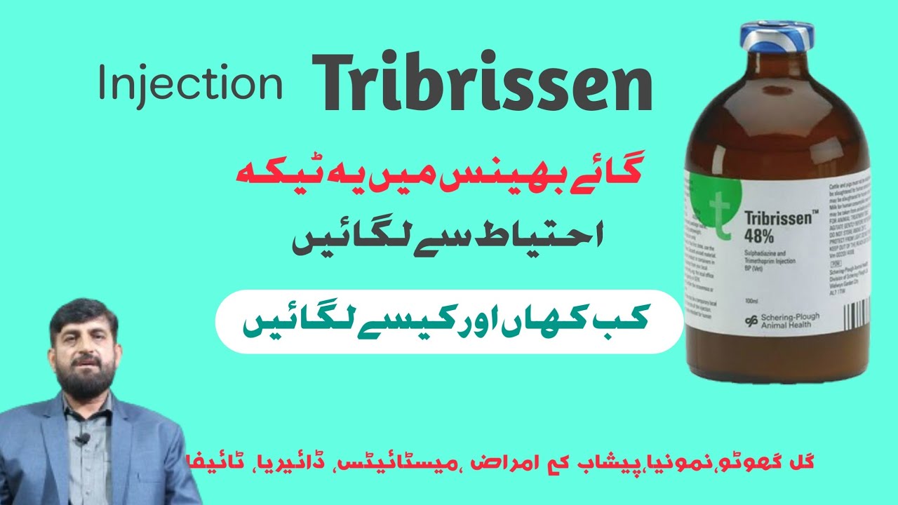 Injection Tribrissen | How To Use In Cattle Buffalo And Sheep Goat | Side Effects | Quality Ptoduct