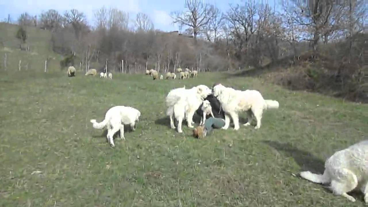 Io non ho paura del lupo Intervista az. agr. Fattoria Fili d'erba val Taro (PR)