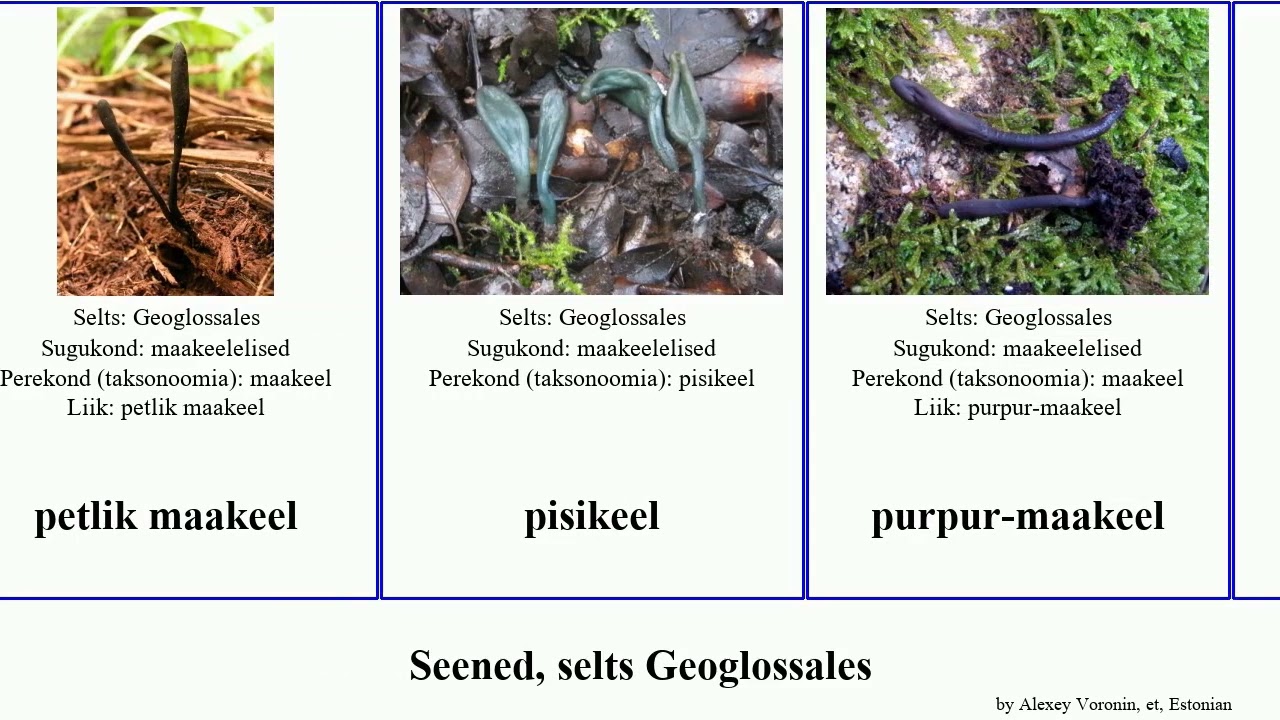 Seened, selts Geoglossales fungus maakeel harjaskeel pisikeel Whales Soo-maakeel Unicorn petlik