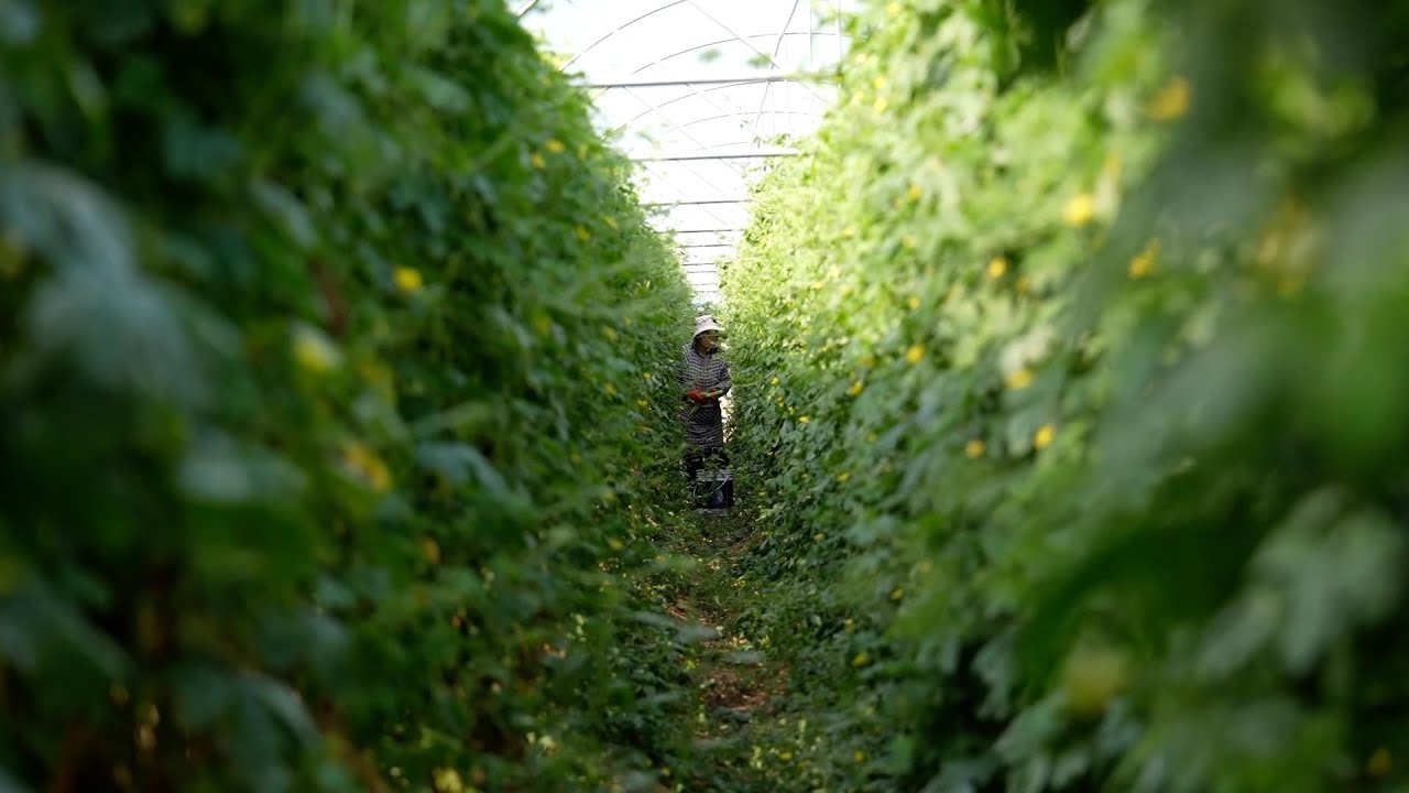 Ningxia's specialty vegetables find promising market in UAE