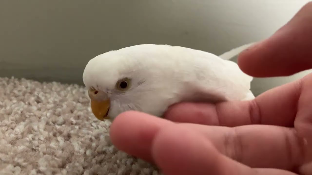 As minhas aves com pregui&ccedil;a
