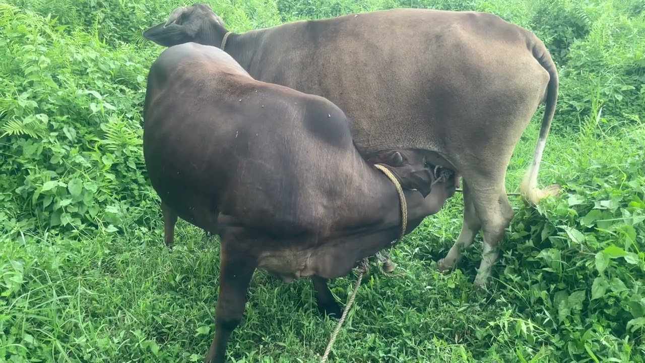 നാടൻ പശുവും കാള കുട്ടിയും