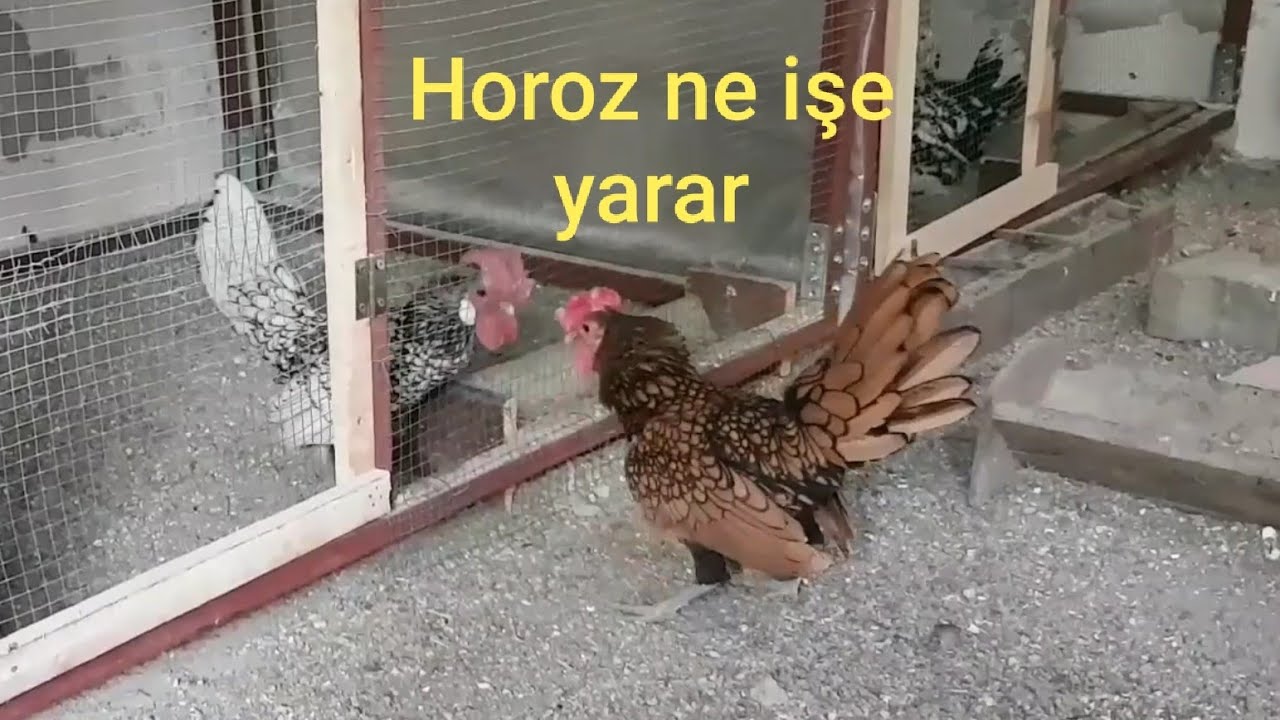 HOROZUN KÜMESTEKİ 6 GÖREVİ NEDİR ? UYGULAMALI GÖSTERDİM. FARKLI FİKİRLERİ OLAN YORUMA