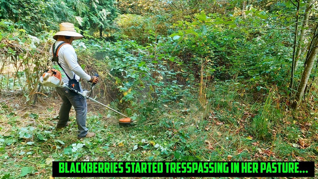 NEIGHBOR'S Blackberries were INVADING Their Property!! Stihl FS-240 Brush Cutter #satisfying