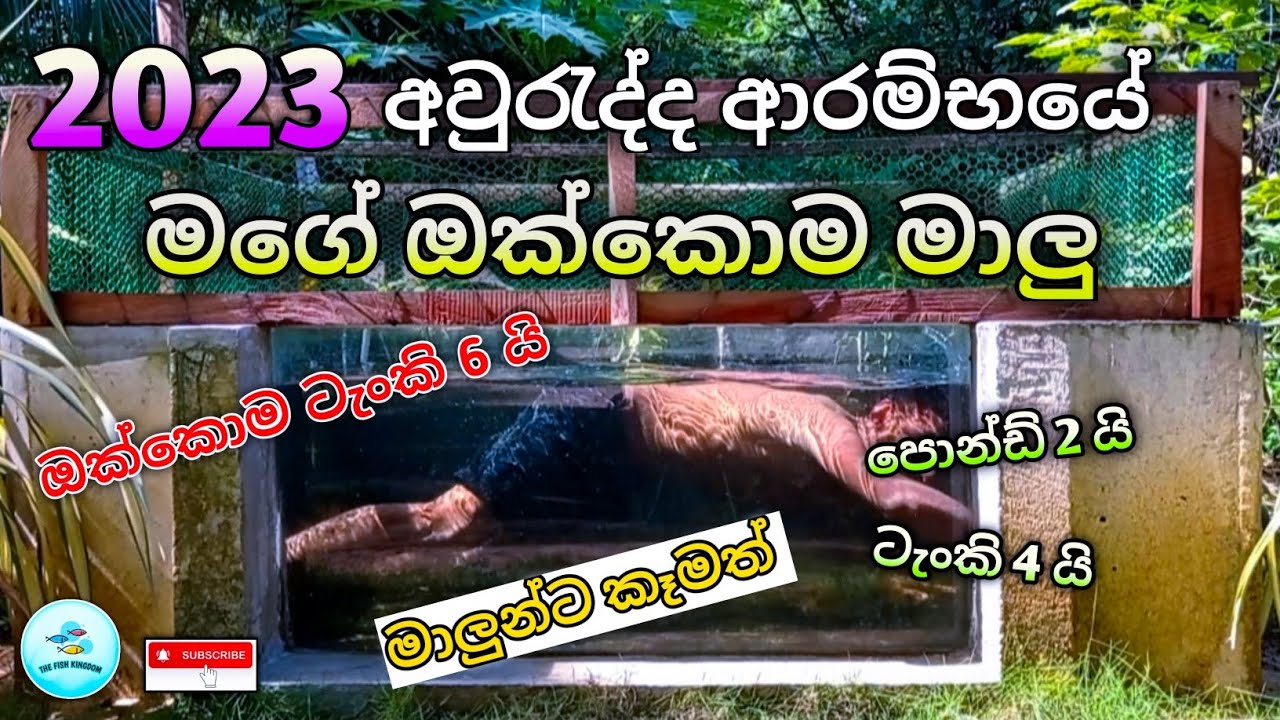 At the Beginning of the Year 2023, All My Fishes .... මගේ ඔක්කොම මාලු .