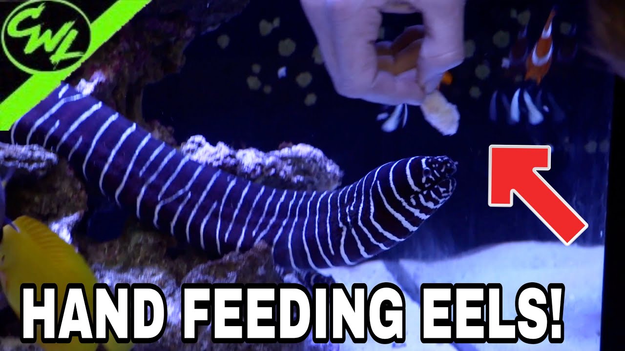 HAND FEEDING EELS!!!(Ft.TYLER NOLAN)