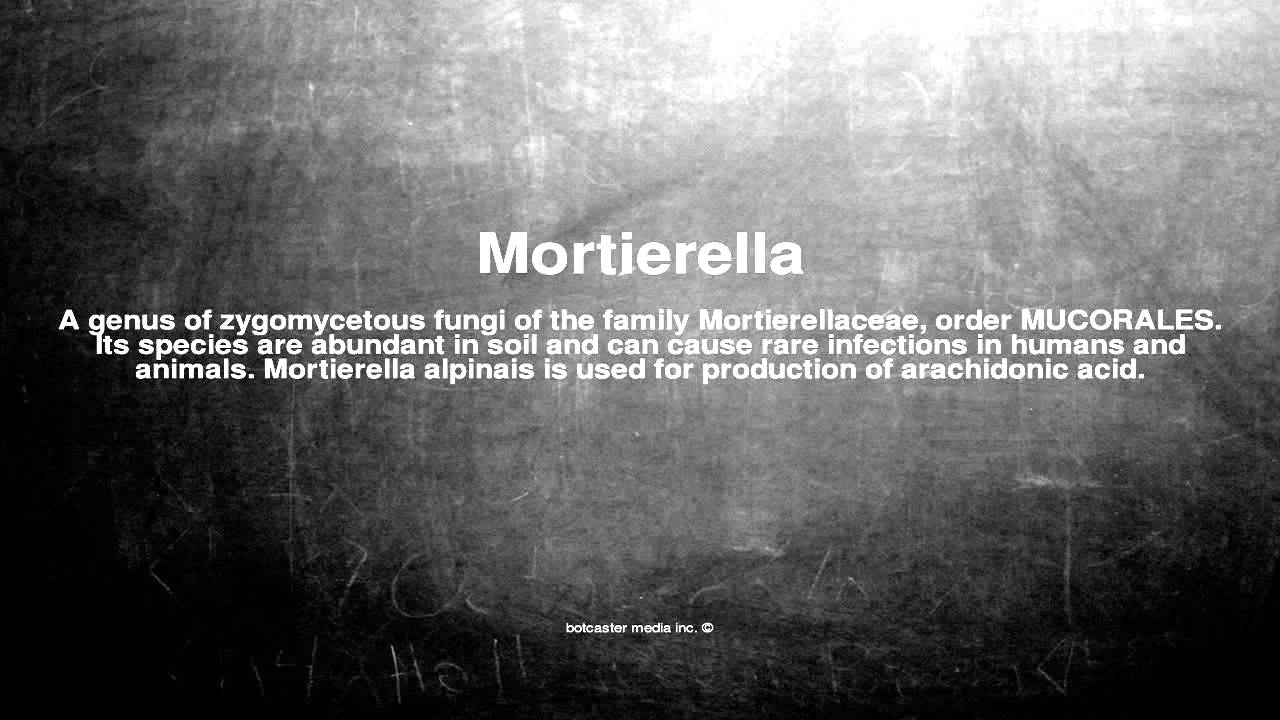 Medical vocabulary: What does Mortierella mean