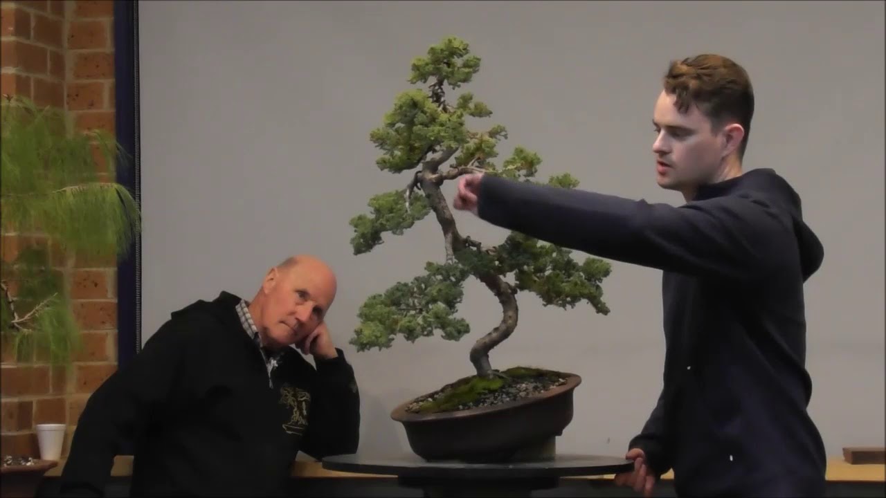 Bonsai Northwest Melbourne August 2019 Bonsai Critique