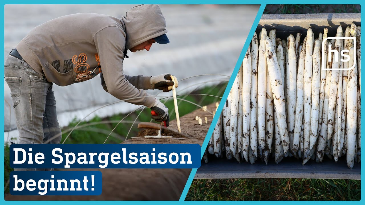 Die Erntehelfer stehen in den Startlöchern: Spargelsaison beginnt | hessenschau