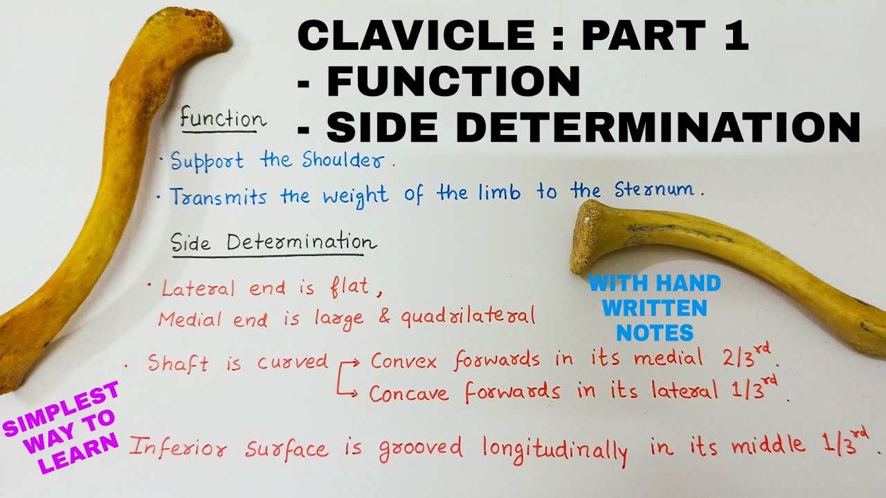 CLAVICLE : PART 1 | BONES ANATOMY