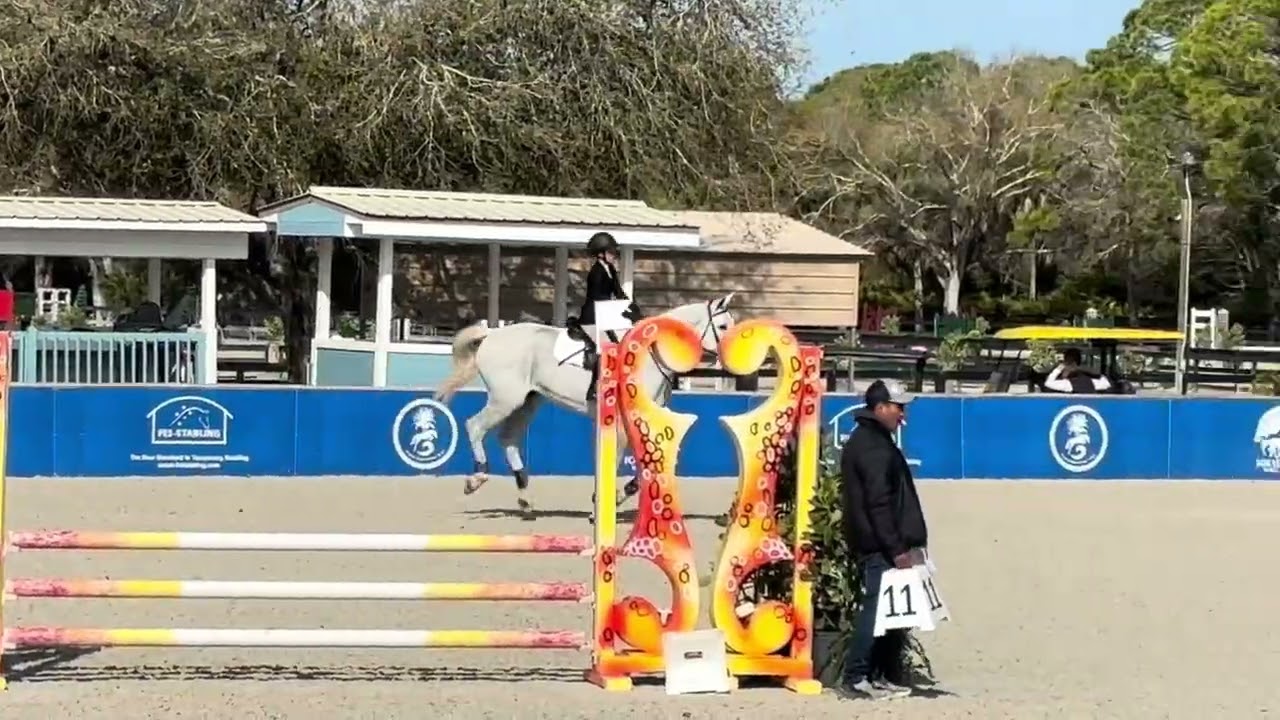 RSH Galaxy Dream - Venice Equestrian Tour VII - .80m Jumpers 