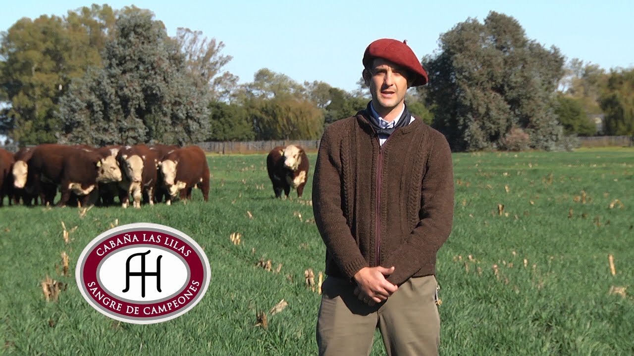 ANGUS Y P. HEREFORD DESDE ESTANCIA LAS LILAS