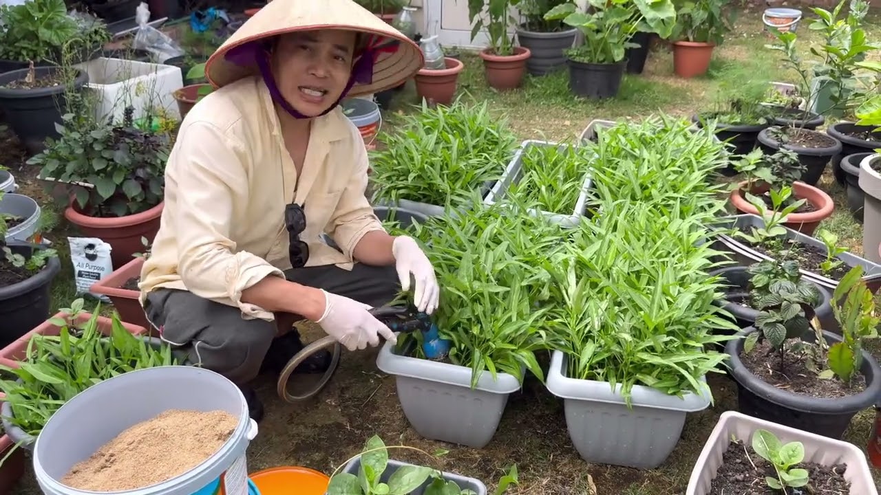 #456. Chia sẻ cách chăm và bón phân cho rau muống,khi trồng thùng chậu không đục lỗ.