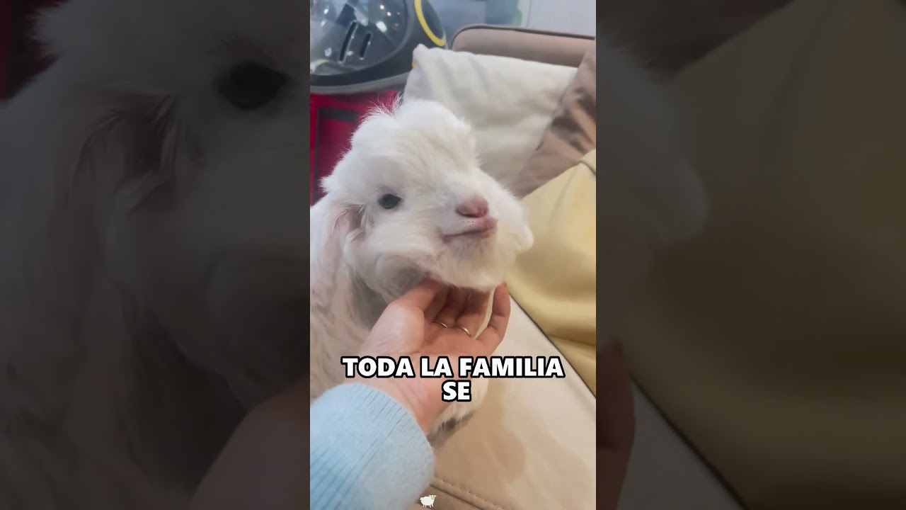 Rescue a stuck lamb#animals #Friendship #Us