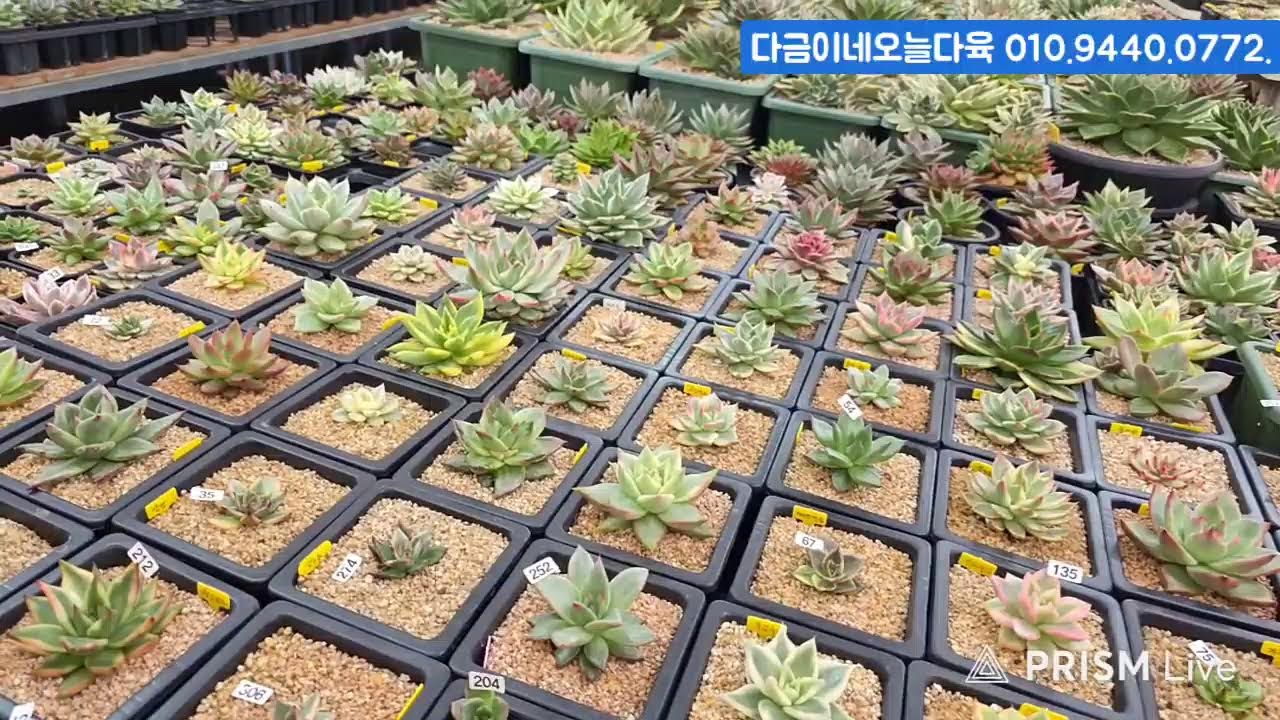 (2.3.화) 다금이네오늘다육 #금다육 #식물 #흙 #라이브 방송