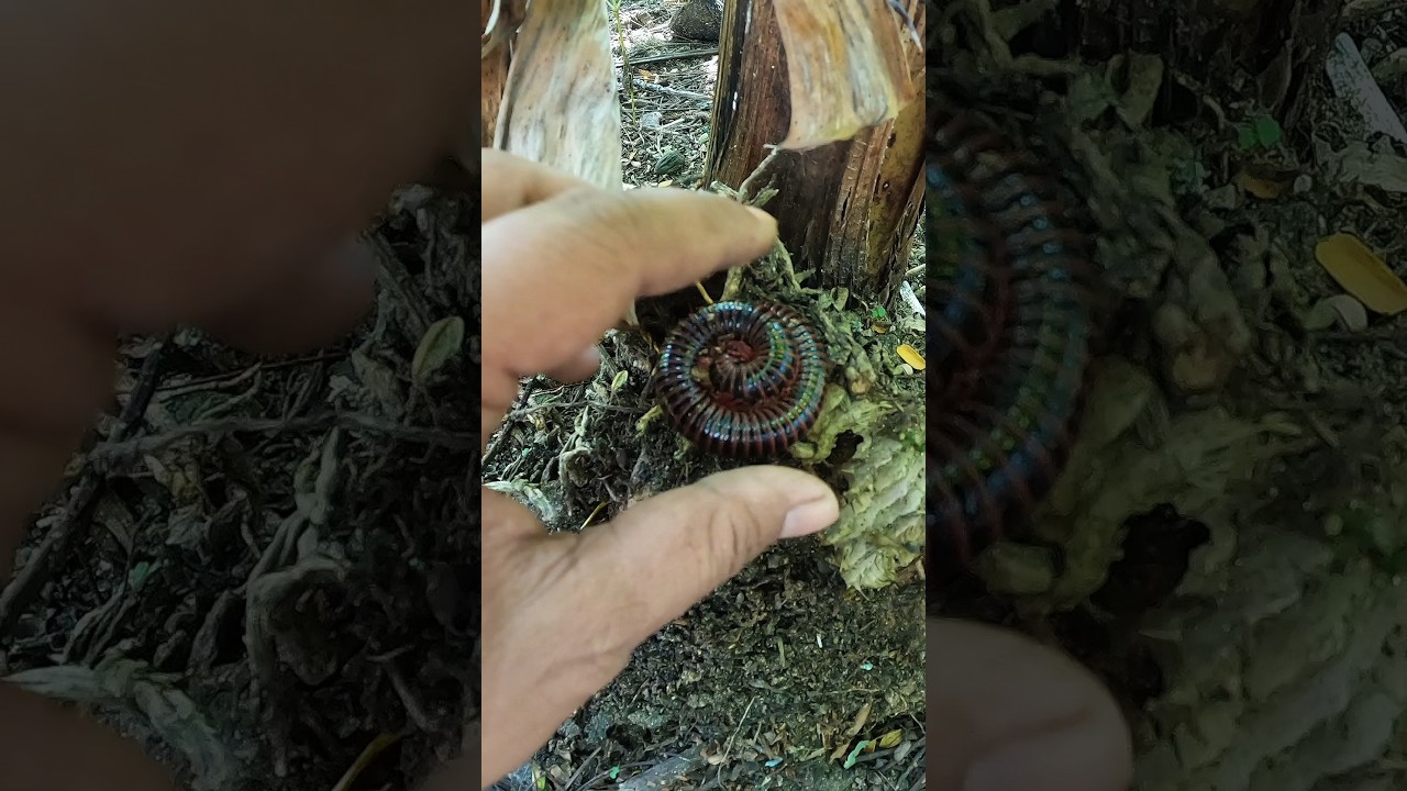 Catching cute millipedes #millipede #shorts #animals