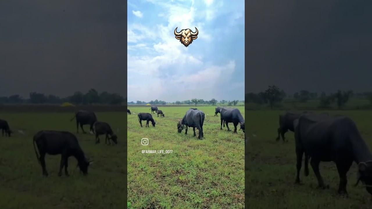 Buffalo 