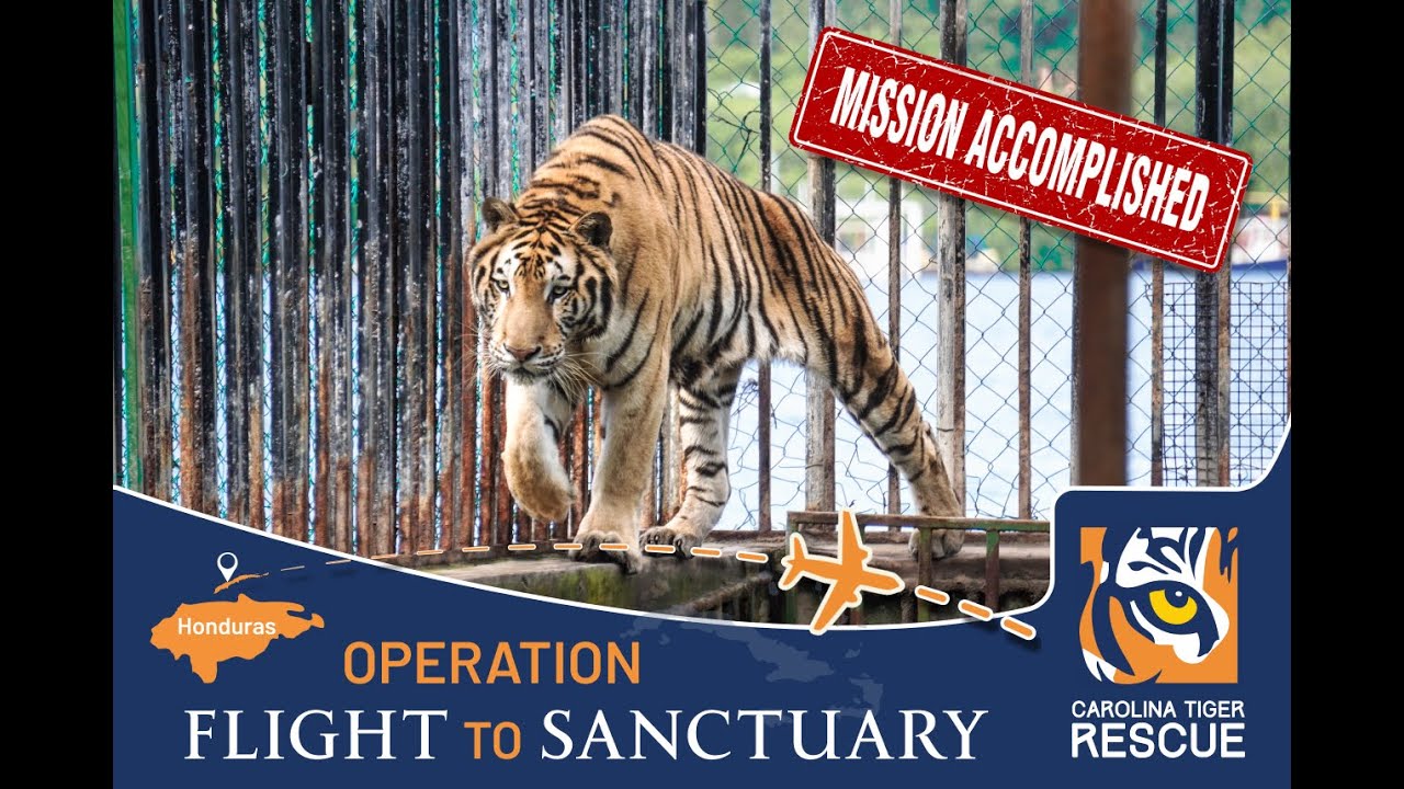 Across Oceans and Borders: A Rescue Years in the Making