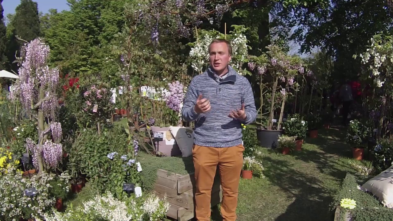 GLYCINES, des GRIMPANTES FACILES et RÉSISTANTES au JARDIN