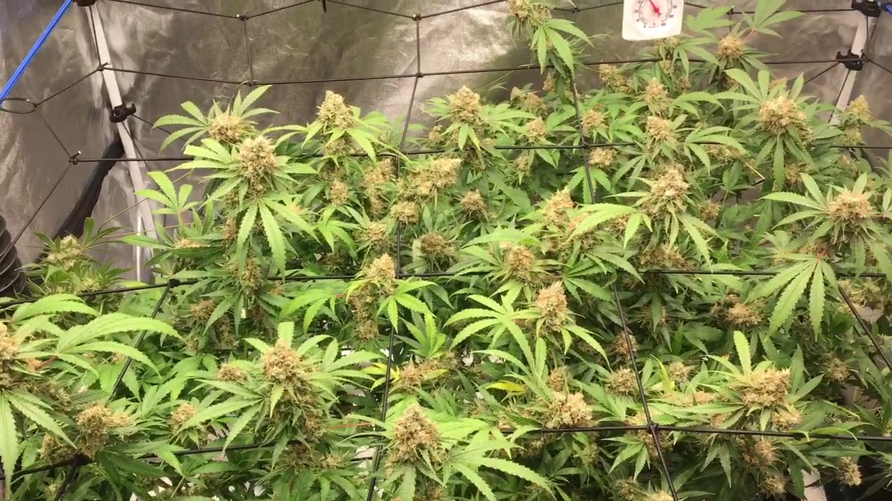 Critical Kush 12/12 - Day 50