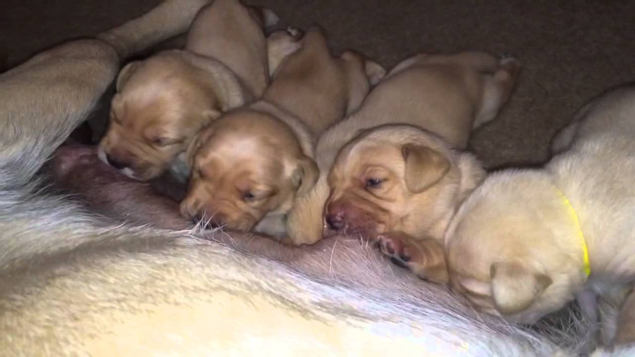 13 day old labrador puppies feeding