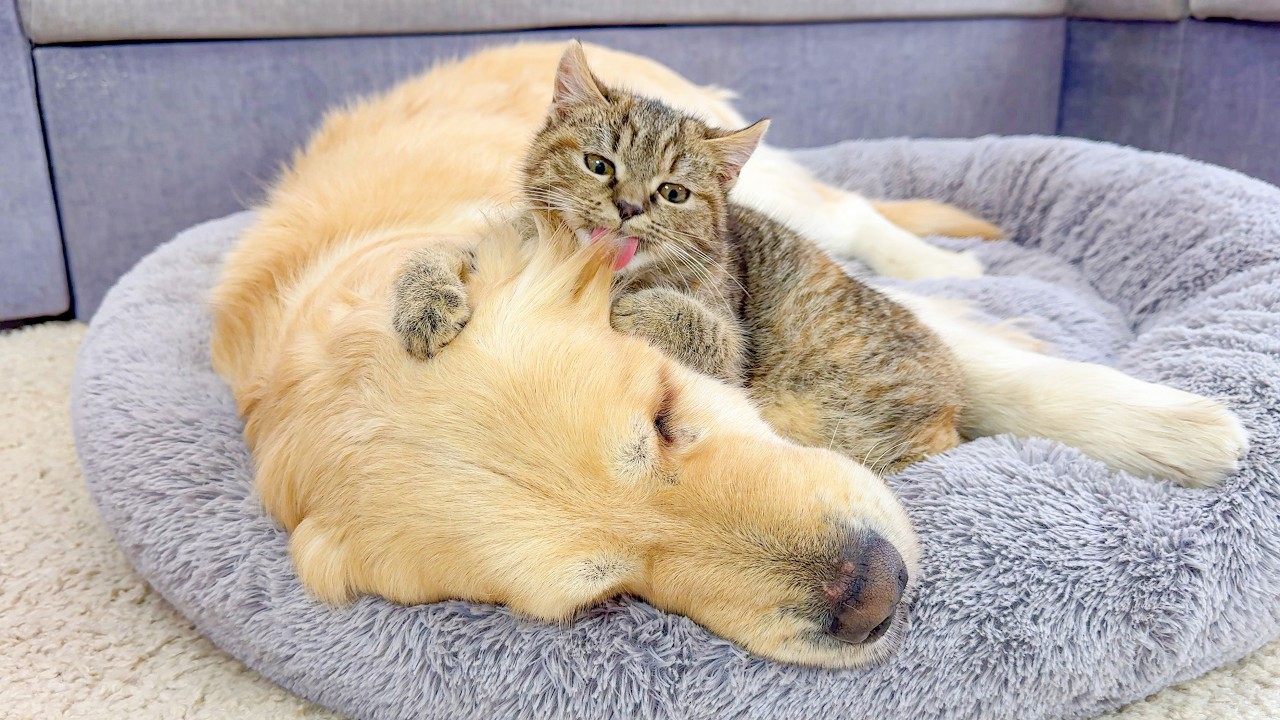 Golden Retriever Gets Groomed by a Kitten for the First Time | Too Cute!