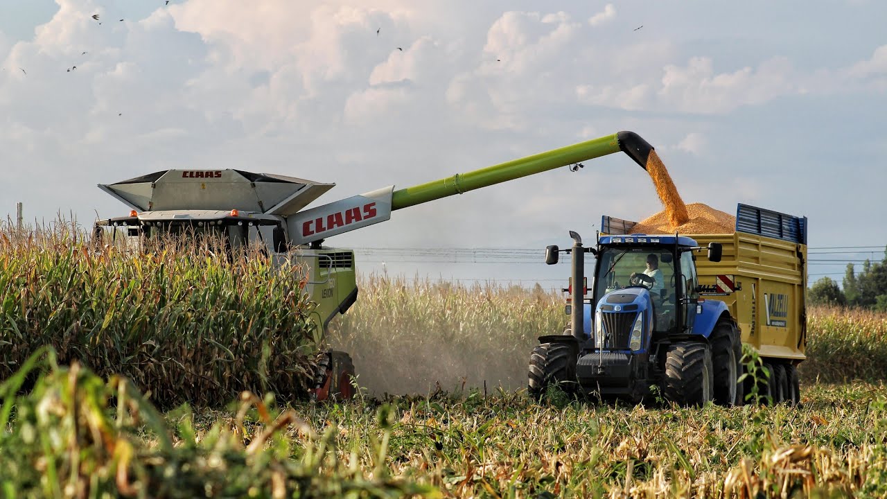 MIETITURA MAIS 2020 | Claas Lexion 760 + Dominoni 8 file | New holland T8040-M135 /Corn Harvest